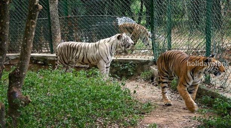 Bannerghatta wildlife Sanctuary